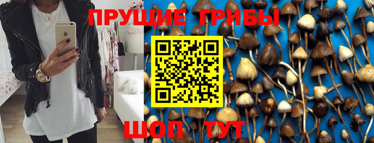 Сосновый Бор  Галлюциногенные грибы GOLDEN TEACHER  Вход с VPN  Галлюциногенные грибы Cubensis 